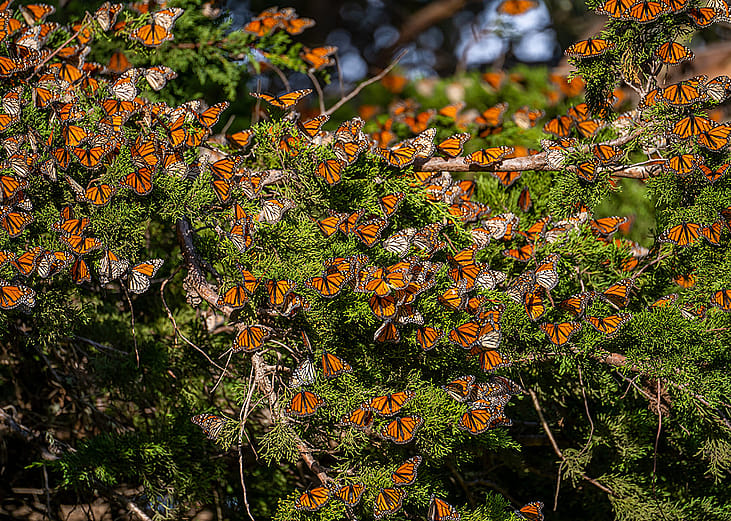 Migrating monarch butterflies on a pine tree. 
