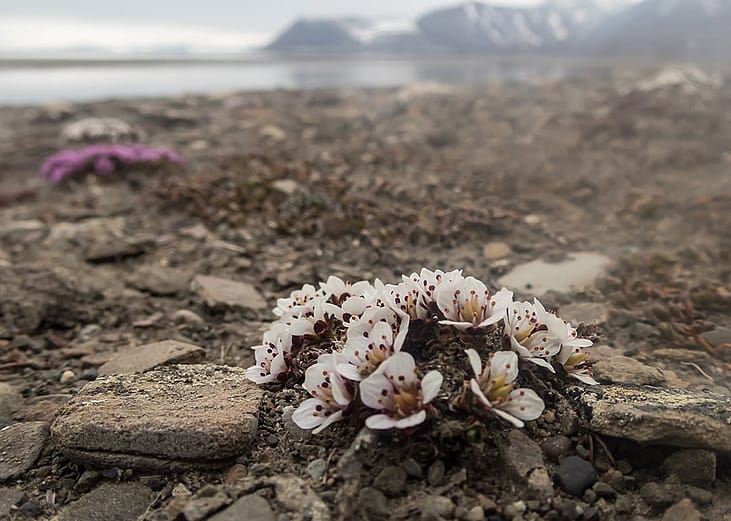 White and pink flowers on a barren rocky shore in Longyearbyen, Svalbard, Norway.