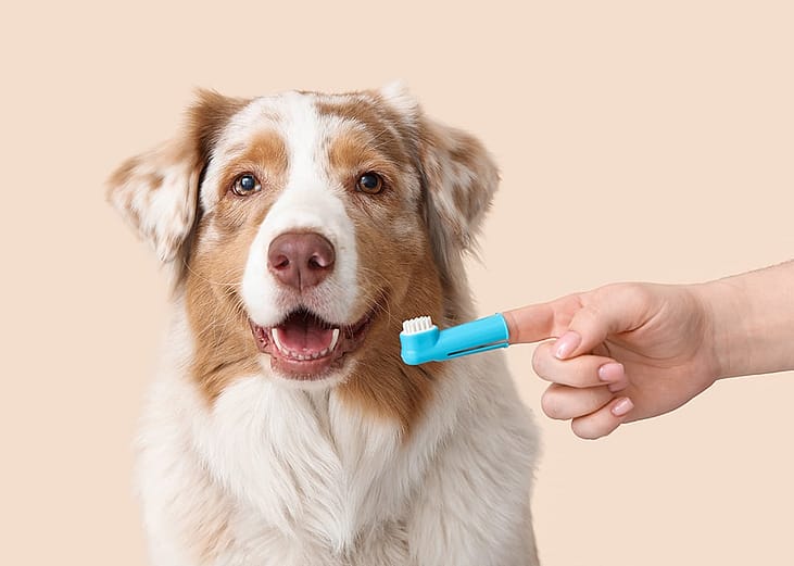 An Australian Shepherd dog and a silicone pet finger toothbrush on its owners' hand.