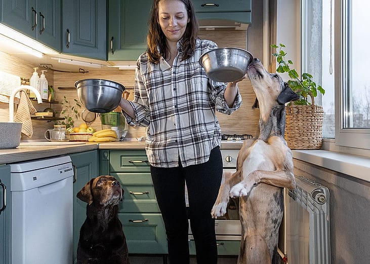 A woman preparing to feed two dogs with food from steel bowls.