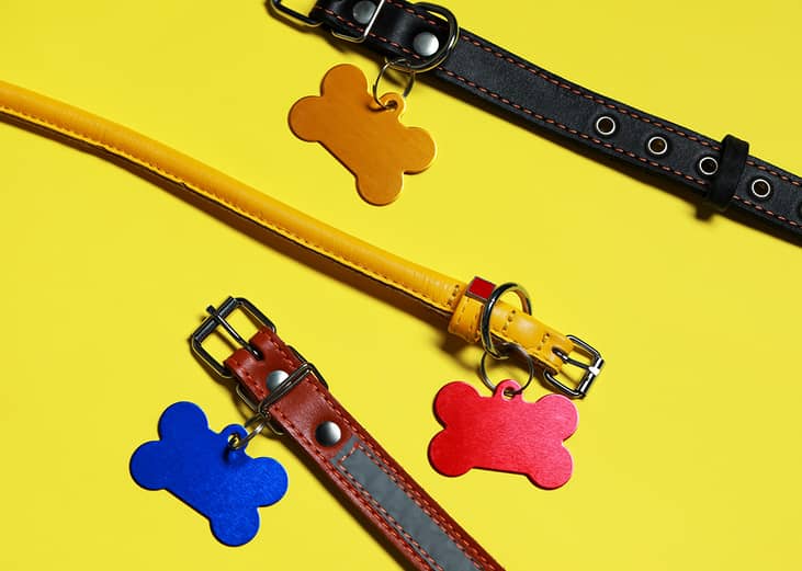 Leather dog collars with bone pendants on a yellow background.