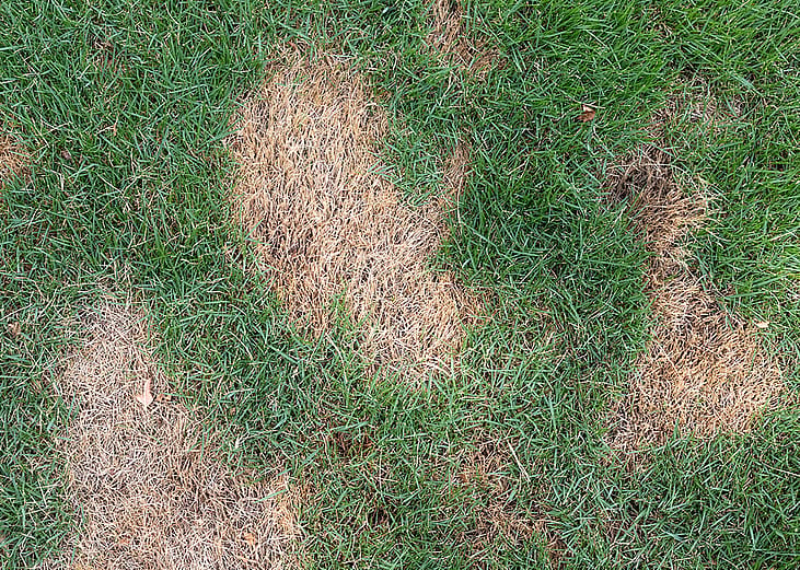 A lawn grass with brown patchy spots.