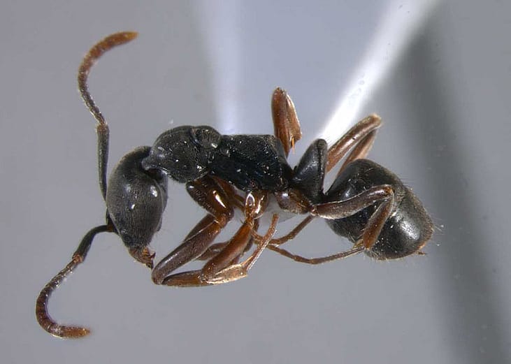 Close up view of an Asian Needle Ant worker on a gray background.