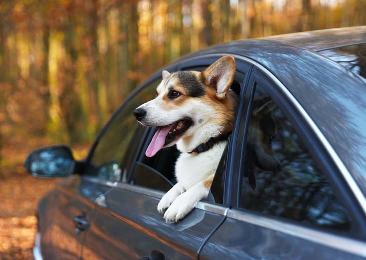A corgi dog peeking out of a car window.