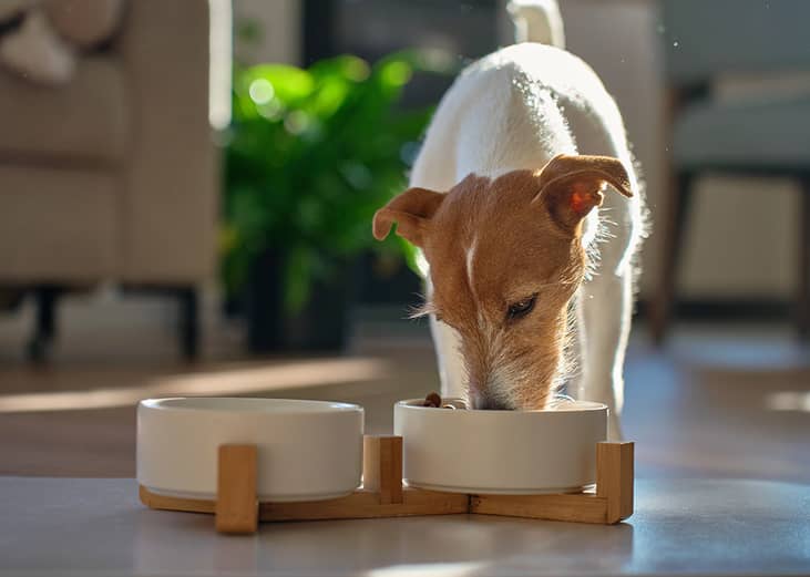 A small Jack Russell Terrier dog enjoying its meal from a ceramic dog bowl. 