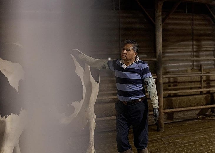 Hilario, a dairy worker, who is seen guiding cows onto the milking area in a dairy farm in Vermont, USA.