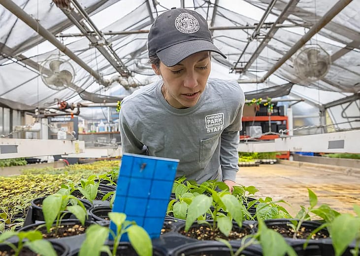 Chicago Park District Staffer wearing a cap and grey long-sleeve t-shirt checks on a tray of young plants inside a greenhouse.