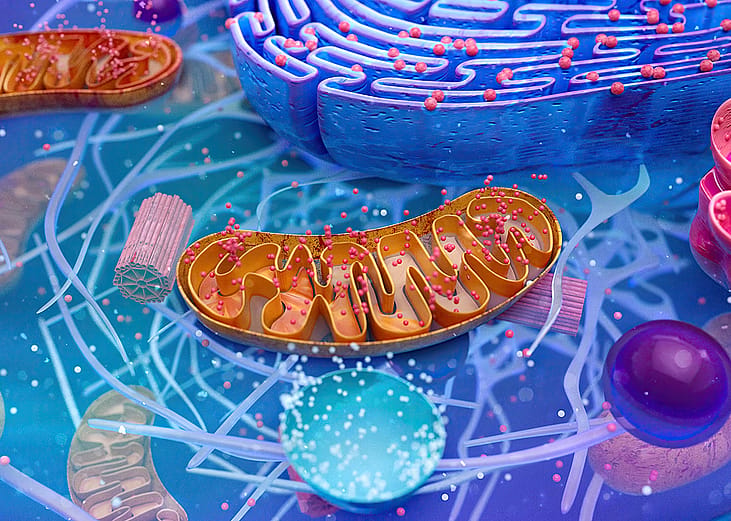 An illustration showing a mitochondrion in the center. 