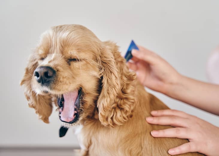 A small dog being treated with parasite medication.