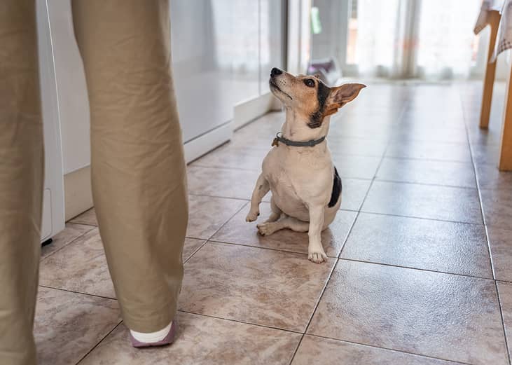 A Jack Russell dog looking up to its owner for food at home.