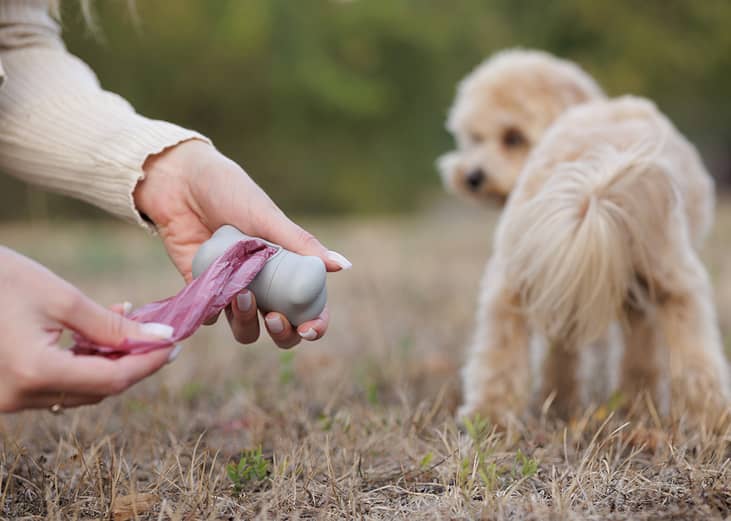 Owner picking up their maltipoo dog's poop with plastic bag.