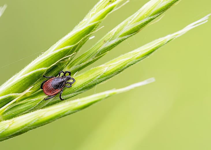 A small common tick on a green grass.
