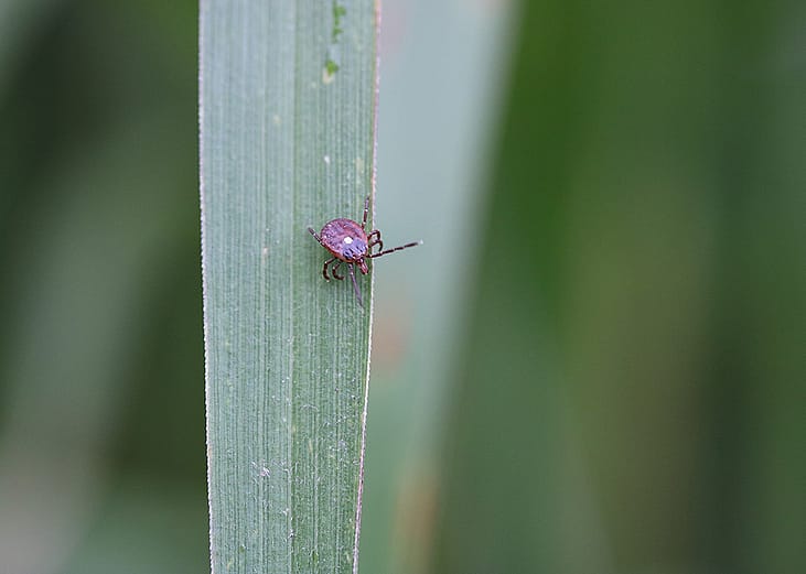 A close-up shot of a lone star tick, or Amblyomma americanum, collected in Maryland, USA.