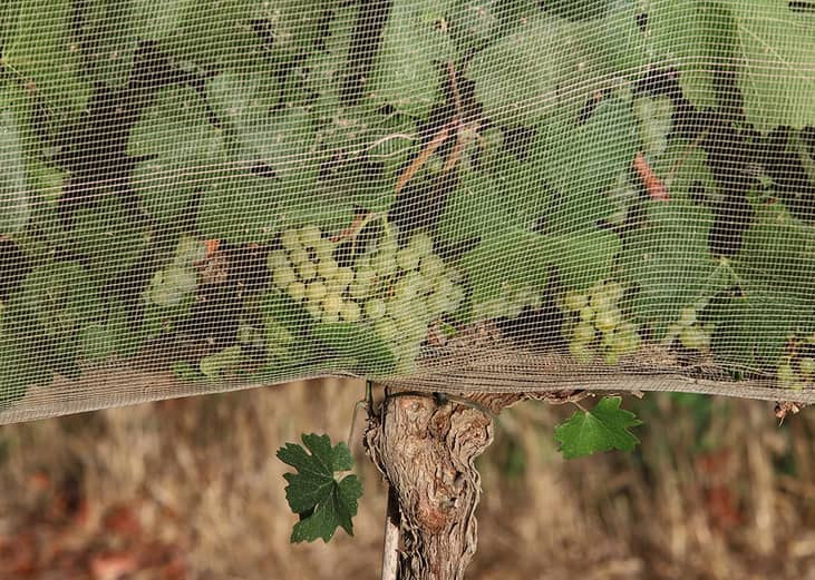 Chardonnay grape vines are covered with netting to reduce amount of sunlight on the fruit.