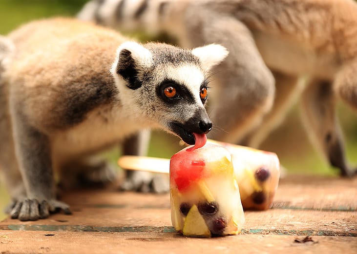 Lemurs eat frozen fruit cocktails at a wildlife park as temperatures reach 40 degrees Celsius in Antalya, Turkiye, on July 2, 2026. 