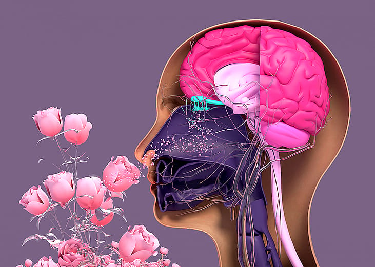 A creative illustration showing the human olfactory system receiving the smells of flowers.