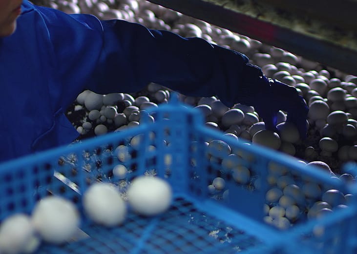 A person wearing a rubber glove to pick up fresh champignons into containers in a mushroom growing plant.