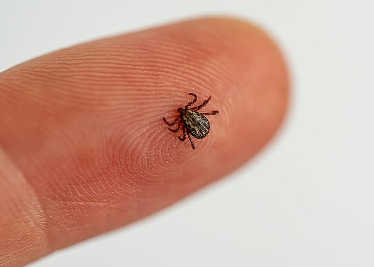 A large tick crawling on a person's fingertip.
