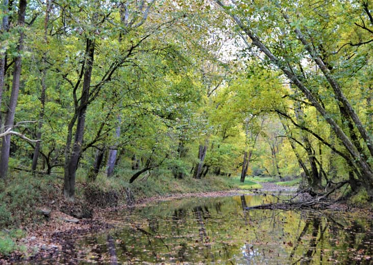 Wooded creek at Big Oaks National Wildlife Refuge