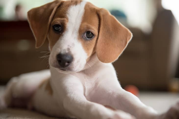 A beagle puppy on the floor.