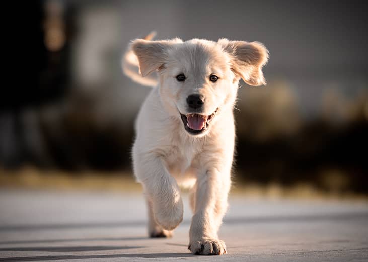 A golden retriever puppy running with its mouth open.