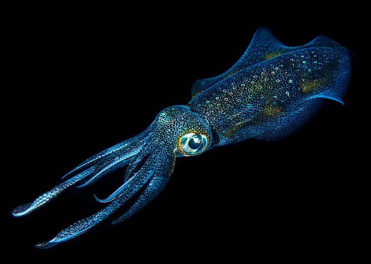 A reef squid in deep sea.