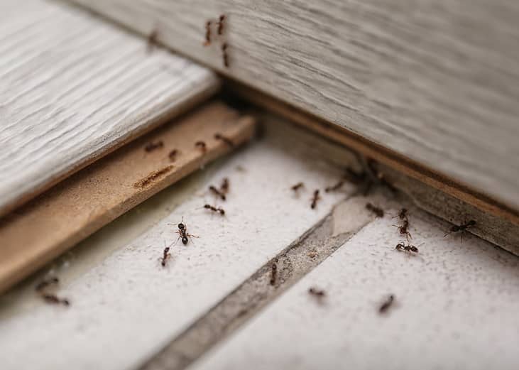 Black ants seen on a house floor before a pest control session. 