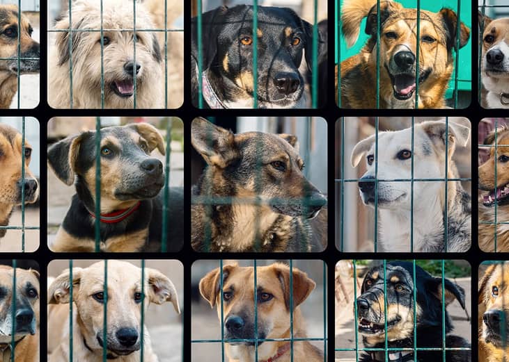 A composite image of stray dogs in an animal shelter.