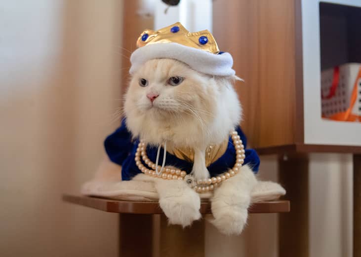 A long-haired, cream white cat wearing a royal king costume and accessories.