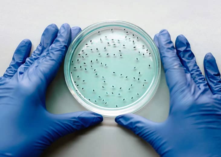 A person's hands holding a petri dish with blue liquid and black test substance.