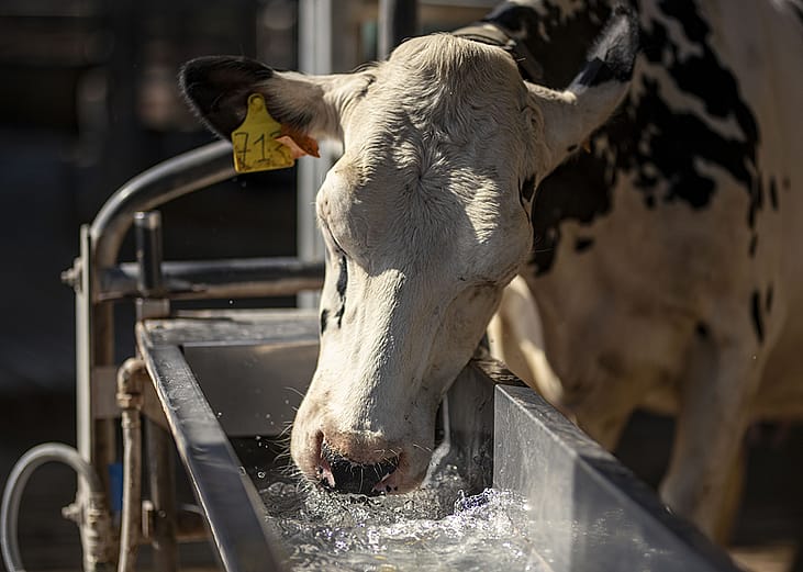 A dairy cow drinking fresh water from a metal trough in a farm.
