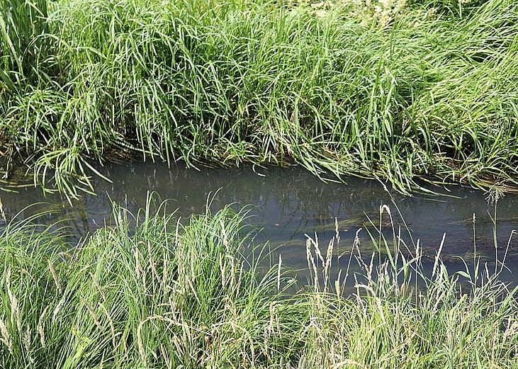 A narrow, murky stream surrounded by grasses and vegetation along its banks.