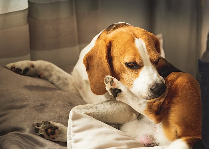 A beagle dog resting on a cushion and biting at the skin on its hind leg.