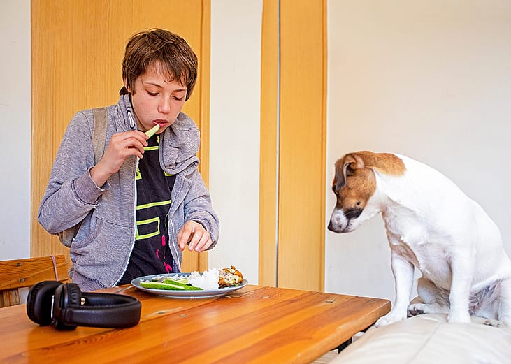 A teenage boy eats in a hurry before going to school while standing in front of his dog.