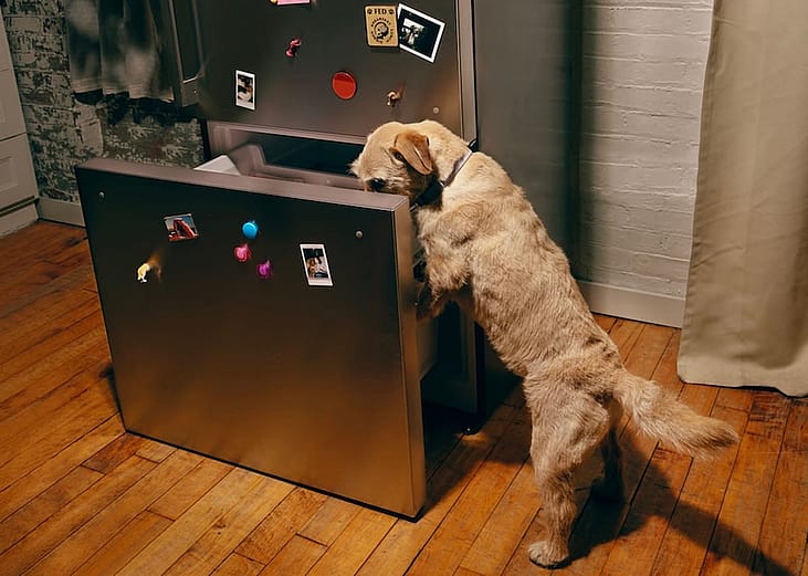 A dog looking inside a bottom drawer of a refrigerator. 