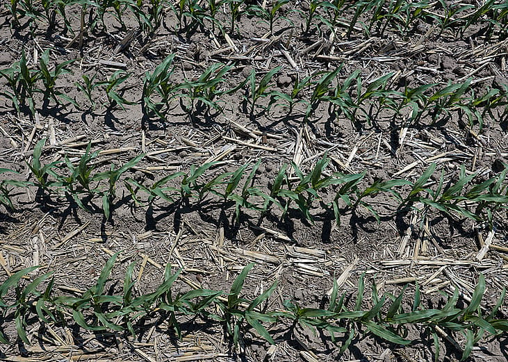 An aerial view shows corn growing in an irrigated farm field near Broken Bow, Nebraska.