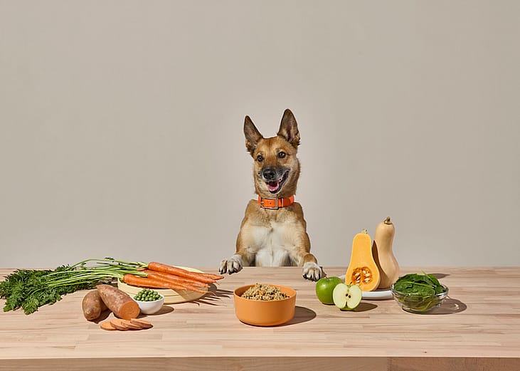 A German Shepherd dog in front of a table with fresh fruits and vegetables.