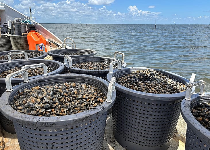 Large baskets filled with freshly harvested clams on a fishing boat.