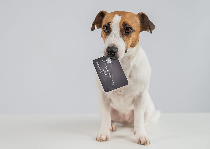 A dog holding a bank card in its mouth.