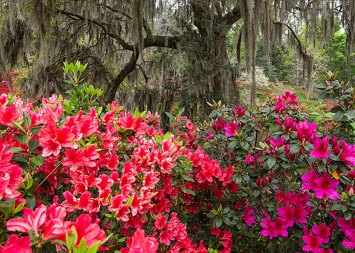 Vibrant azaleas under an oak tree.