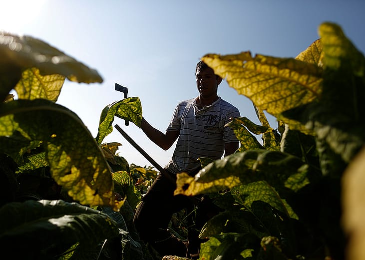 A migrant worker harvests Burley tobacco grown by Tucker Farms in Finchville, Kentucky.