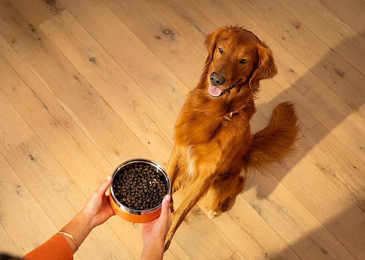 A person holding a bowl of kibble next to a golden retriever sitting on a floor.