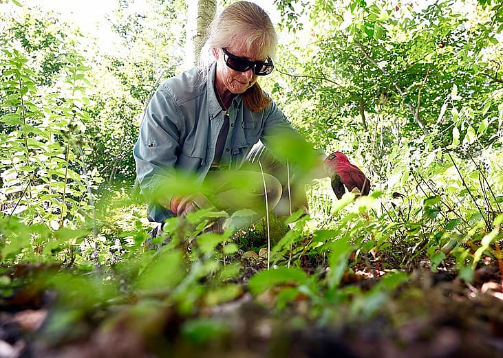 Kim Payne of Westbrook weeds the 1912 garden that was originally conceived and planted by Admiral Perry's wife Josephine Diebitsch.