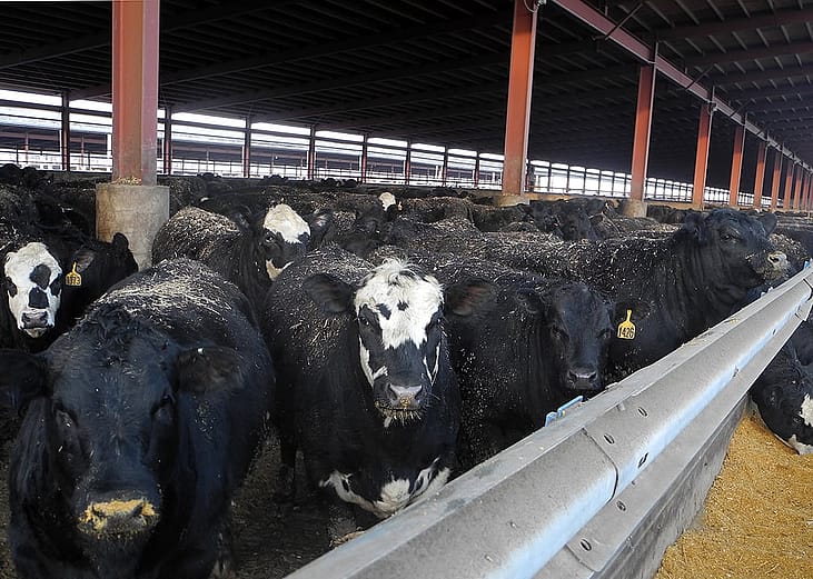 Cows feeding at a farm in Nevada, Iowa, the 6th largest US state producer of cattle.