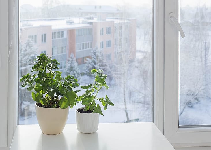 Green house plants placed by the window during winter.