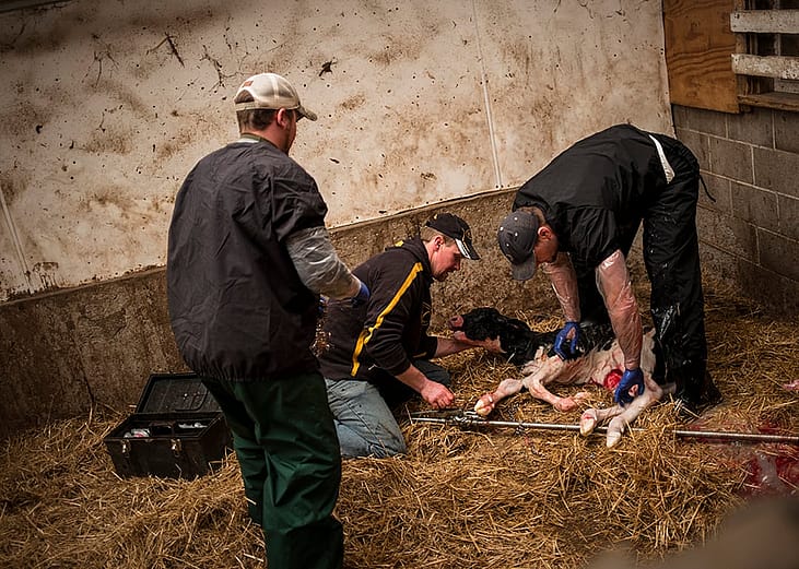 Luke Gartman, associate veterinarian Eric Rooker, and UW-Madison student Brandon Debbink helping with giving birth to Jolly, a female cow who is about 3 days past due on giving birth, at the Phil-mar-ru farms in Sheboygan, Wisconsin, USA.