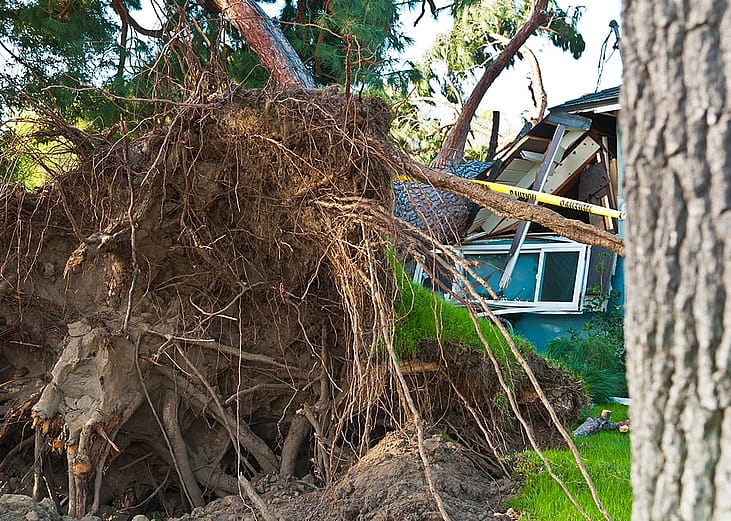 An old huge tree crashed into a residential home after a storm's onslaught.