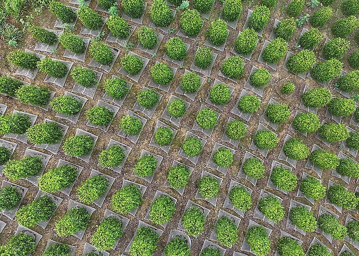 An aerial view of the hillside garden where Sarawak Pepper is cultivated in the environment that gives the product its recognised geographical identity.