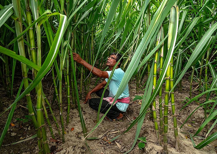 A sugarcane farmer inspecting sugarcane plants for harvest.