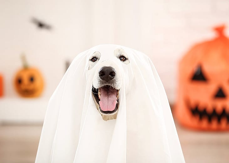 A dog wearing a Halloween costume with carved lanterns in the background.